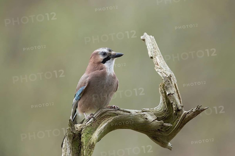 Eurasian Jay (Garrulus glandarius) perched on an old dry branch, North Rhine-Westphalia, Germany
