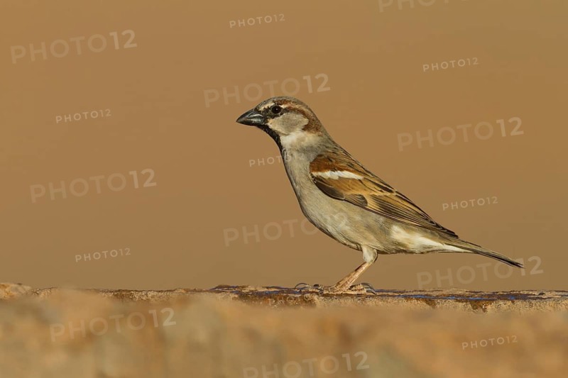 House Sparrow - Haussperling - Passer domesticus ssp. tingitanus, adult male, Morocco