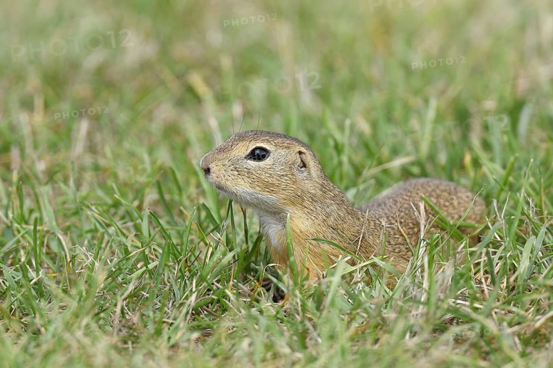 European ground squirrel (Spermophilus citellus) in a meadow, Burgenland Austria
