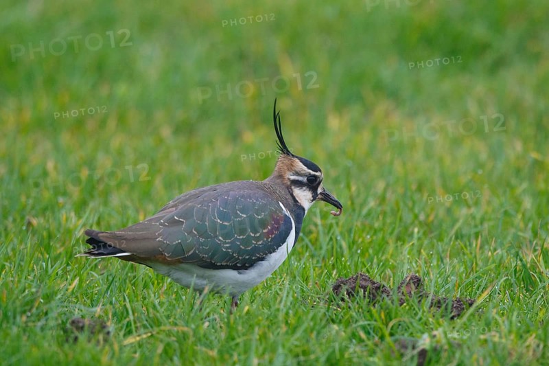 Northern Lapwing (Vanellus vanellus), Netherlands