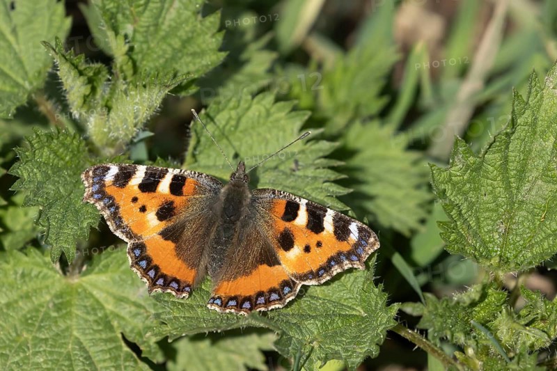 Small tortoiseshell butterfly (Aglais urticae) adult insect on a Stinging nettle (Urtica dioica) plant leaf in spring, Herefordshire, England, United Kingdom