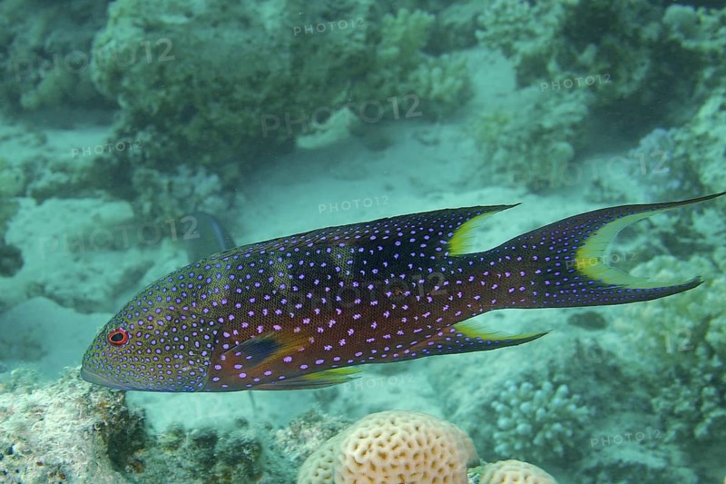 Crescent moon jewelled perch (Variola louti)