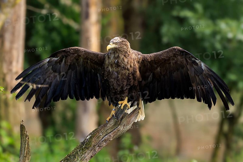 An eagle with open wings sitting gracefully on a branch, white-tailed eagle (Haliaeetus albicilla), France