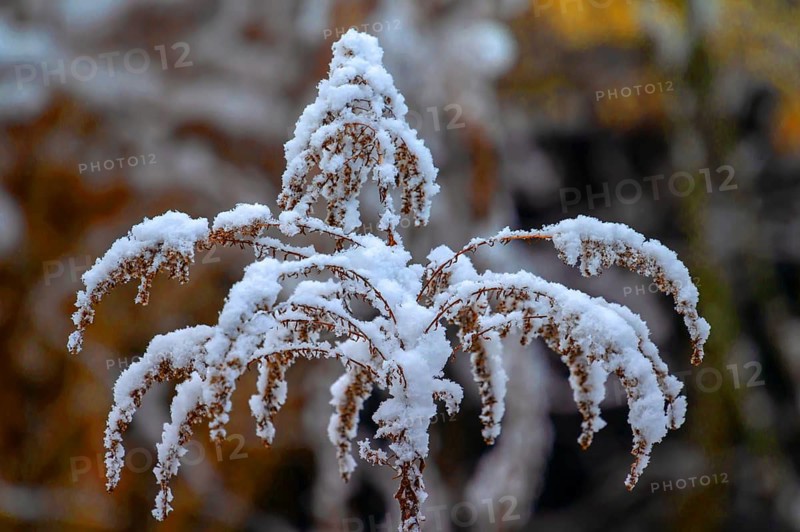 Snow on a faded Solidago canadensis (Solidago canadensis), Bavaria, Germany