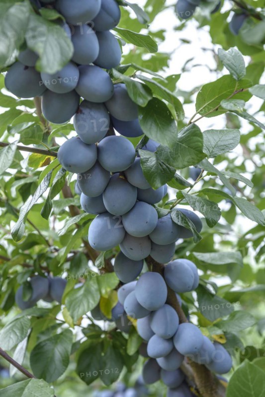 Plum (Prunus domestica 'Tophit'), LVG Erfurt, Erfurt, Thuringia, Germany