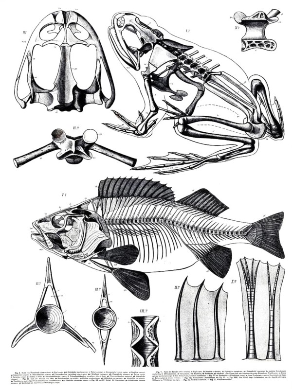 Animal kingdom, anatomy, skeleton structure of frog and fish, perch, reproduction of a historical school painting, mural or teaching board, authentic, exact date unknown