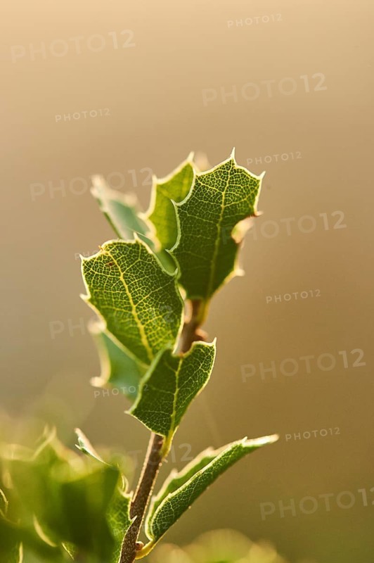 Kermes oak (Quercus coccifera) growing at Mount "La Talaia del Montmell" at evening, Catalonia, Spain
