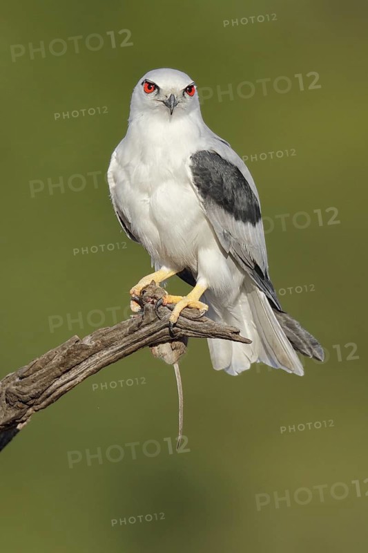 Black-shouldered Kite (Elanus axillaris), Western Australia, Australia