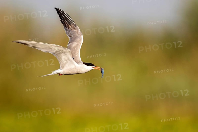 Common Tern (Sterna hirundo) flying with fish prey in beak, Danube Delta, Romania