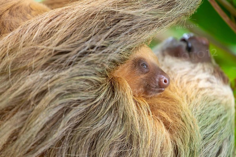 Daytime, two toed sloth (Choloepura hoffmanni) with baby on belly hanging in almond tree. Cahuita National Park, Limon, Costa Rica