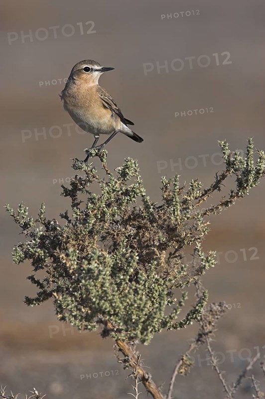 Isabelline Wheatear (Oenanthe isabellina), Oman