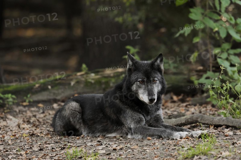 Mackenzie valley wolf (Canis lupus occidentalis), captive, occurring in the USA and Canada