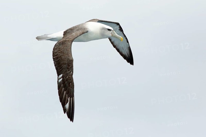 Shy Albatross (Thalassarche cauta) flying, Victoria, Australia