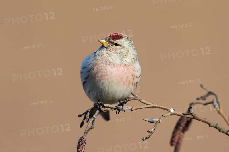 Arctic Redpoll (Acanthis hornemanni) perched on a branch, Netherlands