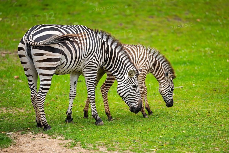 Plains zebra (Equus quagga) mother and foal standing on a meadow, Germany
