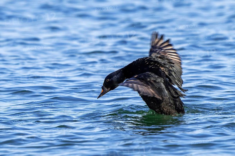 Common scoter (Melanitta nigra) adult male sea duck, seaduck swimming and flapping wings along the North Sea coast in winter