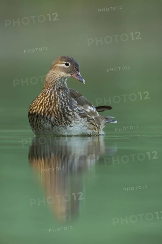 Mandarin Duck (Aix galericulata) female, St. Gallen, Switzerland