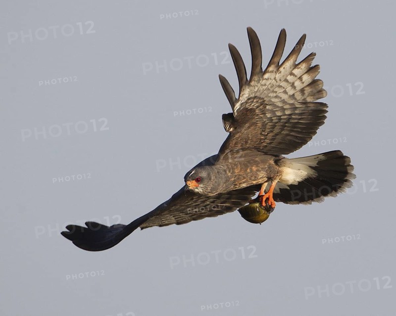 Snail Kite (Rostrhamus sociabilis) male flying with snail in its claws, Florida, USA