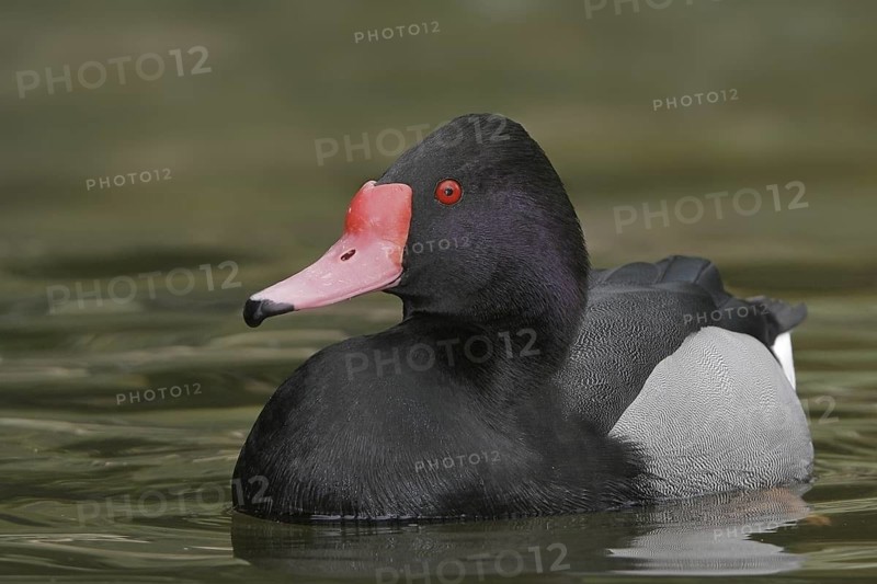 Rosy-billed Pochard (Netta peposaca) male, Arizona, USA