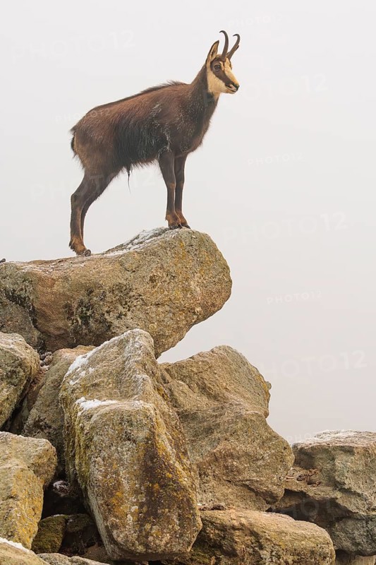 An adult male chamois (Rupicapra rupicapra) stands on a rock in dense fog at sunrise, illuminated by a weak, solitary ray of sunlight