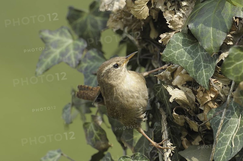 Eurasian Wren (Troglodytes troglodytes), North Rhine-Westphalia, Germany