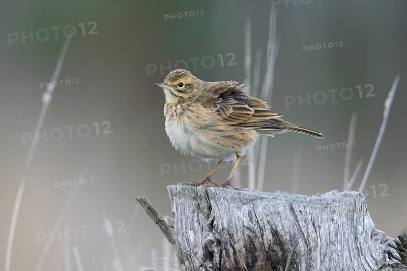 Australian Pipit (Anthus australis), Victoria, Australia