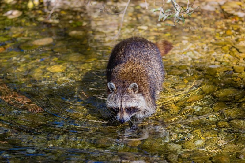 One adult Raccoon (Procyon lotor), stands in the shallow water of a creek and looks for food