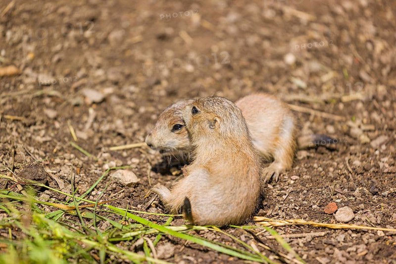 Two lack-tailed prairie dog cubs (2 weeks old) (Cynomys ludovicianus) play on sandy terrain on a bright sunny day