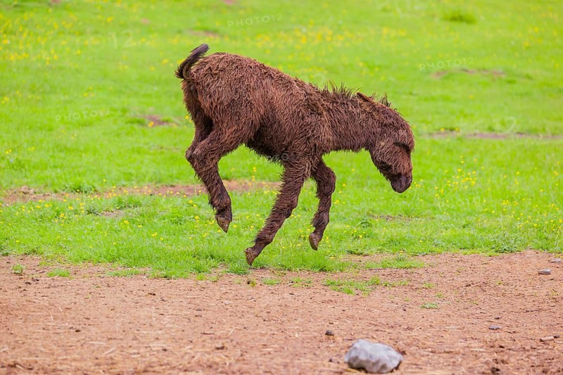 A mixed breed donkey foal runs across a green meadow