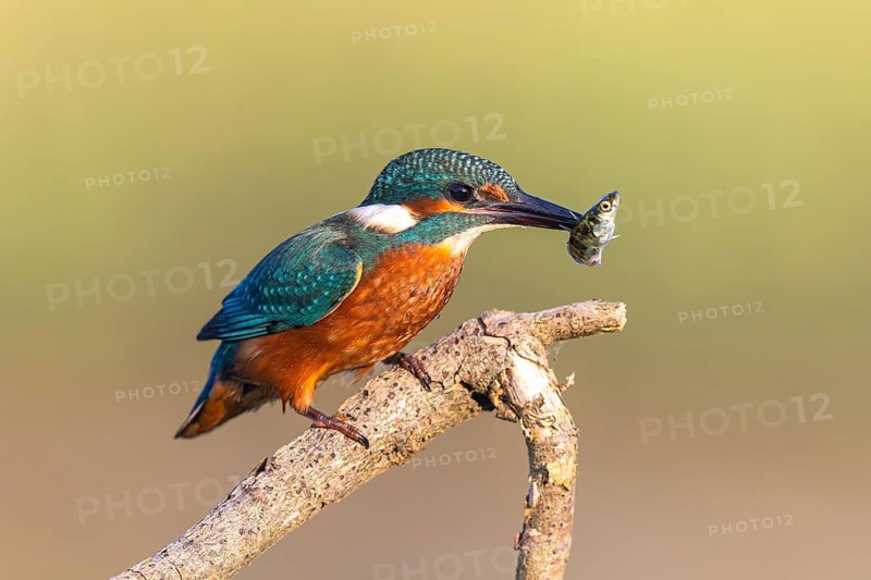Common Kingfisher (Alcedo atthis) with fish prey in its beak, North-Rhine Westphalia, Germany