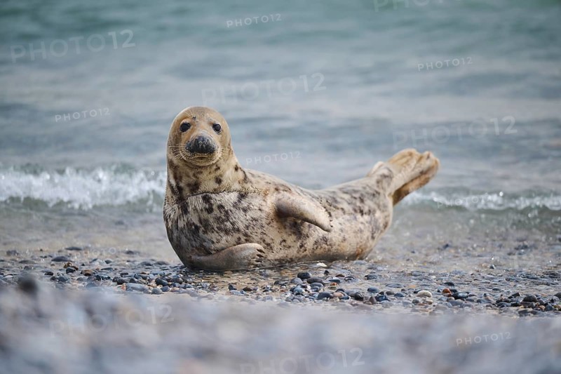 Grey seal (Halichoerus grypus) on the beach on the edge of the water with the sea in the background, Düne, Helgoland, Schleswig-Holstein, Germany