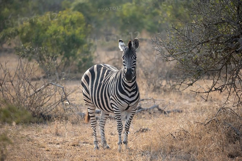 Plains zebra (Equus quagga), in dry grass, Kruger National Park, South Africa