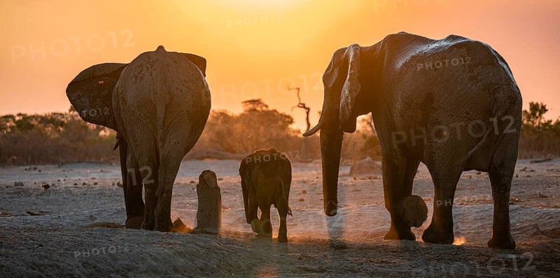African elephant (Loxodonta africana) with young, sunset, Savuti, Chobe National Park, Botswana