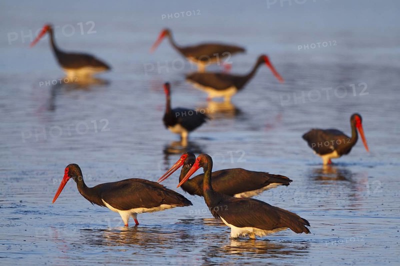 Black Stork (Ciconia nigra) foraging, Greece