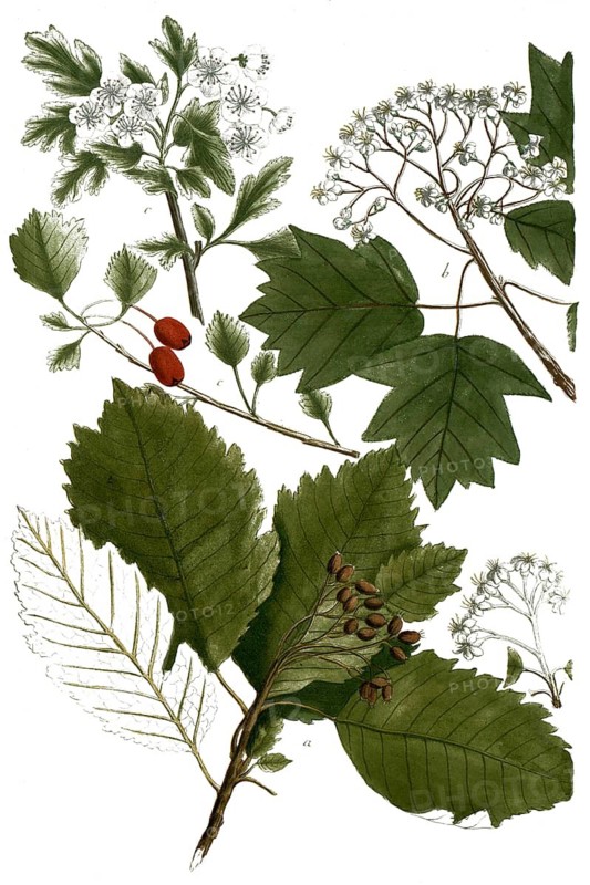 Botany, plants, a. mespilus alni lana, milberry, b. mespilus silvestris, c. mespilus spinoso, hawthorn