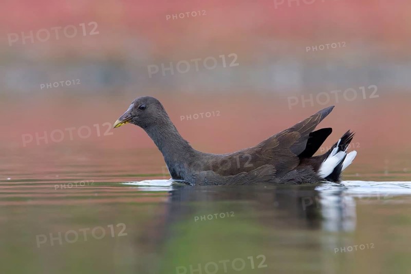 Dusky Moorhen (Gallinula tenebrosa) juvenile, Victoria, Australia