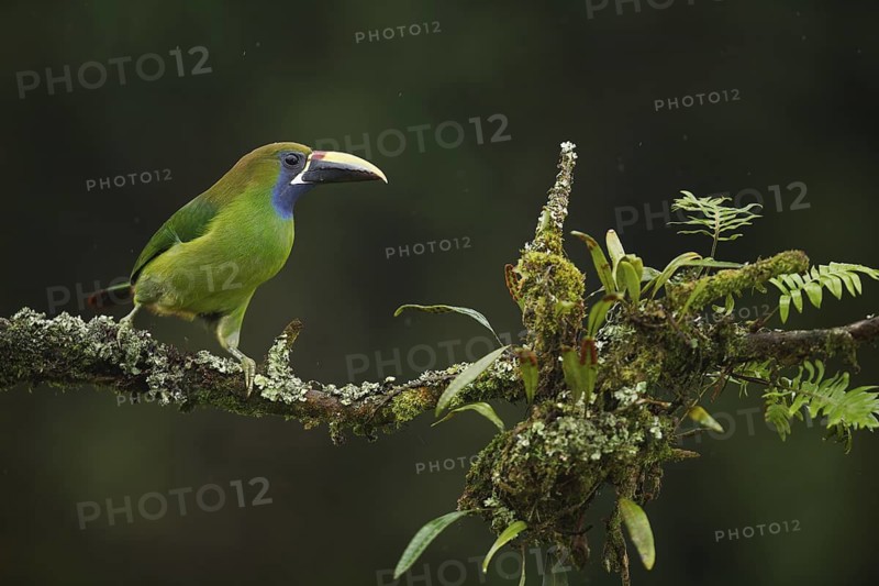 Emerald (aka blue-throated) toucanet on a cloud forest branch