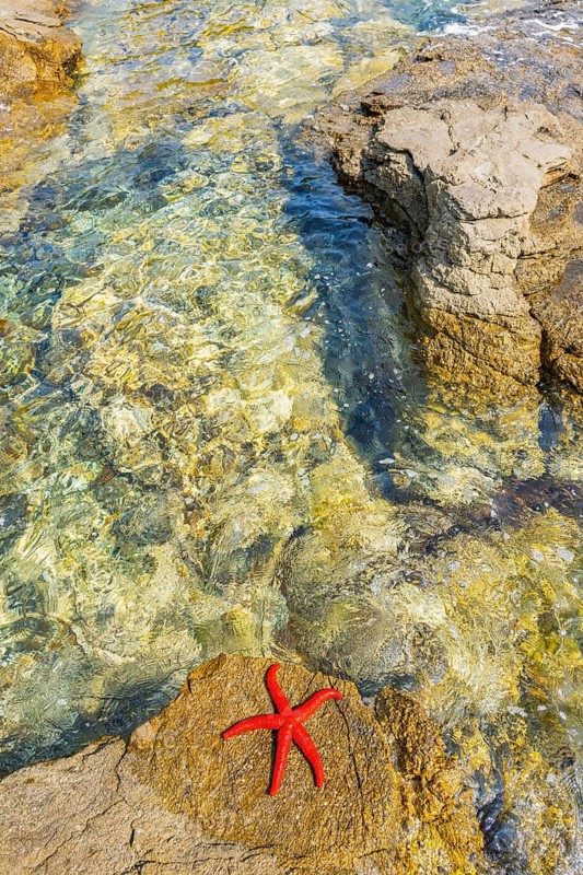 Red Starfish (Echinaster sepositus) lying on a rock next to the water in the bay of Ustrine on the island cres on a sunny day, Croatia