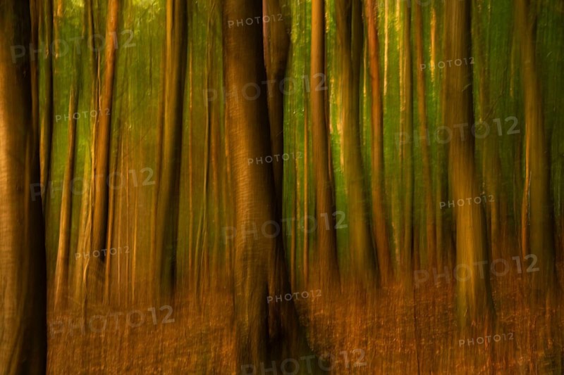 Forest at sunset. ICM (Intentional Camera Movement), blurred. Hollmuth, Neckargemünd, Rhine-Neckar district, Baden-Württemberg, Germany