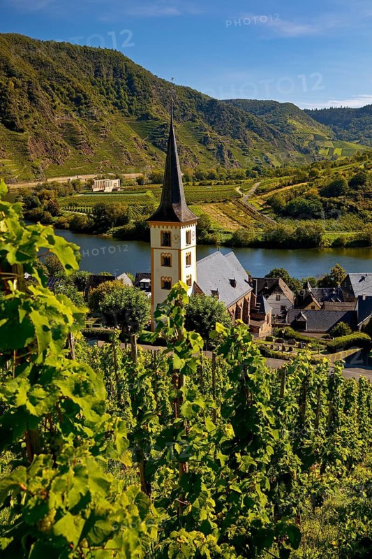 Saint Laurentius Church with vineyards in front of the Moselle Bend, Bremm, Rhineland-Palatinate, Germany