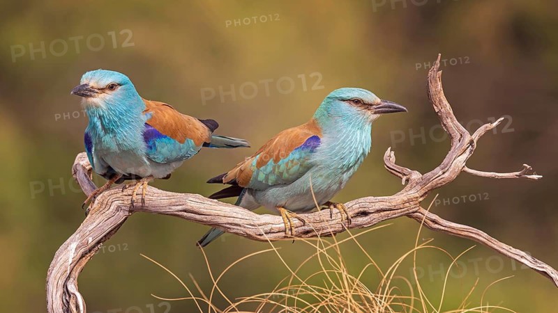 Eurasian Roller (Coracias garrulus) Almond Crow, male and female, pair, mating, interaction, sitting on branch, Toledo, Spain