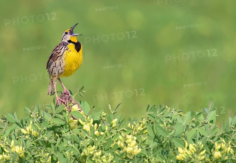 Eastern Meadowlark (Sturnella magna) male singing, Texas, USA