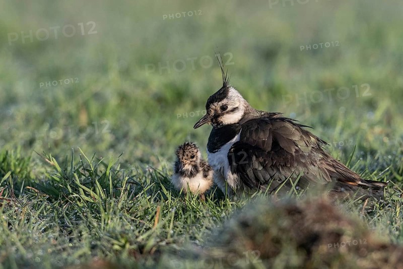 Lapwing (Vanellus vanellus) with young, Lower Saxony, Germany