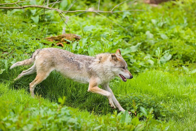 One eurasian gray wolf (Canis lupus lupus) runs over a green meadow in an open forest