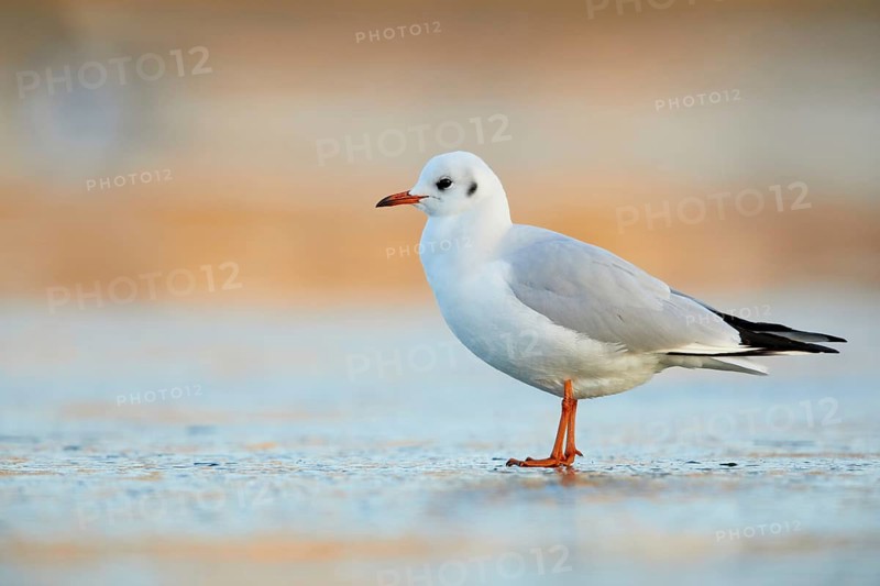 Black-headed Gull (Chroicocephalus ridibundus), Bavaria, Germany