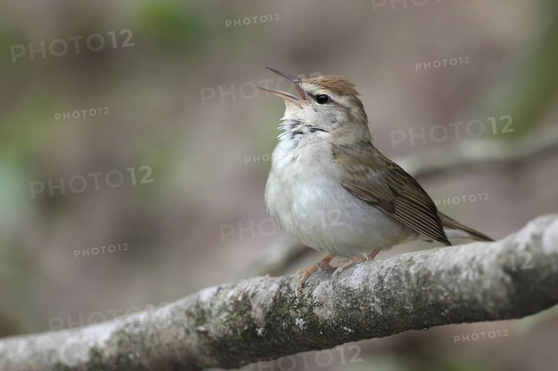 Swainson's Warbler (Limnothlypis swainsonii) singing, West Virginia, USA