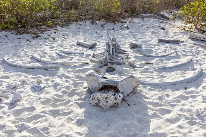 Whale skeleton, Gardner Bay beach, Isla Española, Galapagos, Ecuador