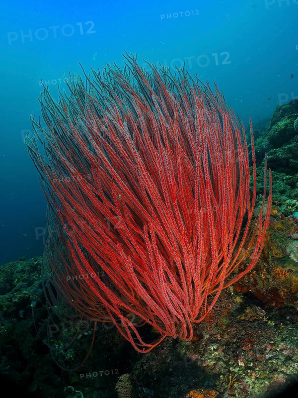 Bright red shrub gorgonian (Ellisella ceratophyta) growing under water, dive site Prapat, Penyapangan, Bali, Indonesia