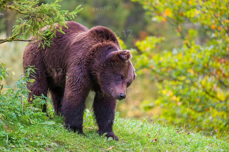 A young male Eurasian brown bear (Ursus arctos arctos) stands on a meadow between bushes. Shaking off the water of his für