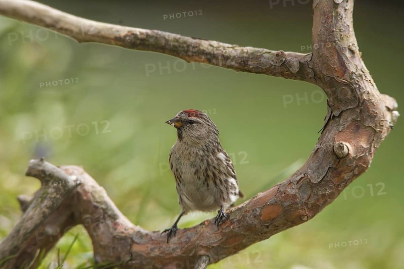 Common Redpoll (Acanthis flammea), Bavaria, Germany